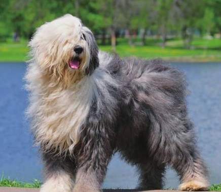 古代牧羊犬訓練技巧