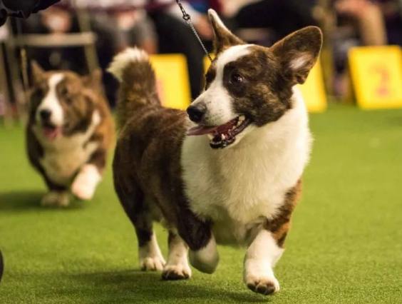 卡迪根柯基與彭布羅克柯基比較