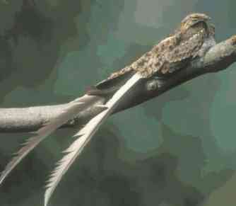 台灣三角旗翼鷹