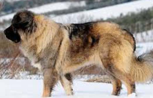 高加索犬飼養