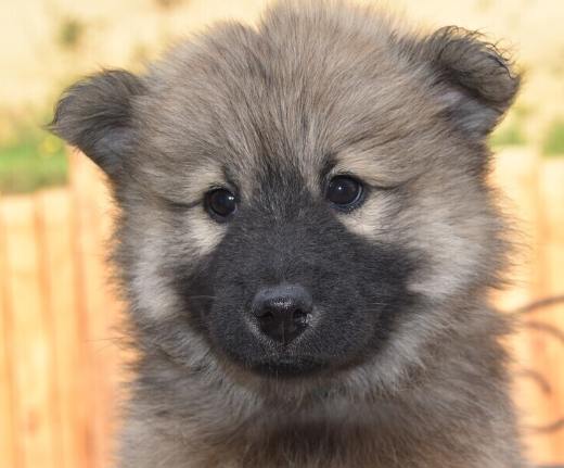 跳蚤噴霧使用方法