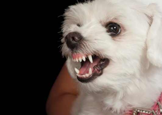 貴婦狗癲癇治療