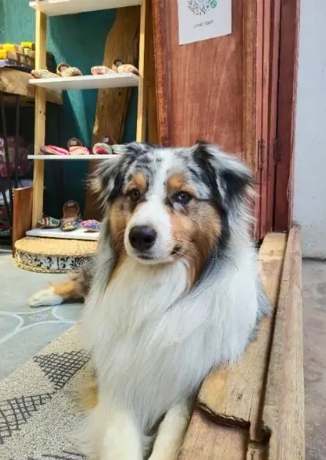 澳洲牧羊犬訓練