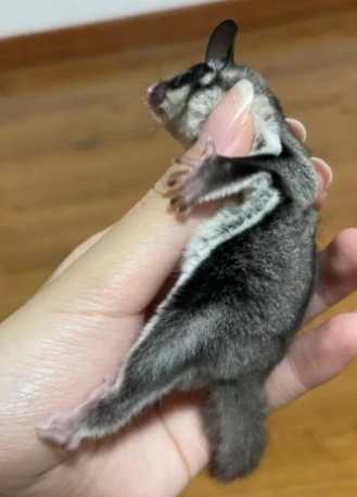 蜜袋鼯叫聲類型