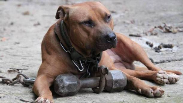 比特犬攻擊後果