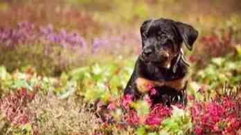 羅威納標準身高體重