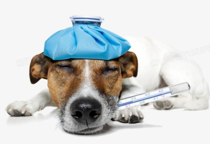 寵物緊急護理 寵物緊急護理