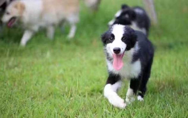 邊境牧羊犬澳洲牧羊犬差異