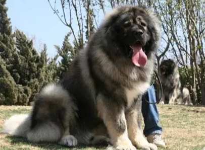 大型犬飼養注意事項