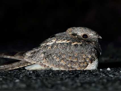 夜行性鳥類觀察