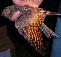 台灣三角旗翼鷹