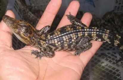 台灣養鱷魚法規