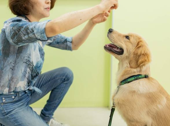 狗指令訓練方法