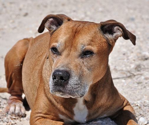 禁止飼養的狗台灣
