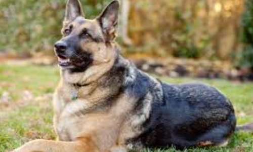 狗狗品種排行榜