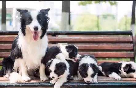 狗狗智商相當人類幾歲