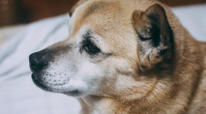 老狗晚上不睡覺