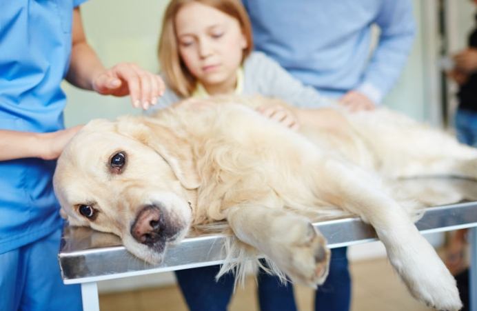 狗狗疾病治療 狗狗疾病治療