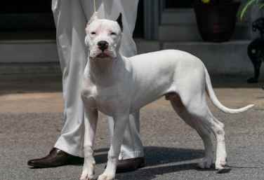 美國牛頭犬性格