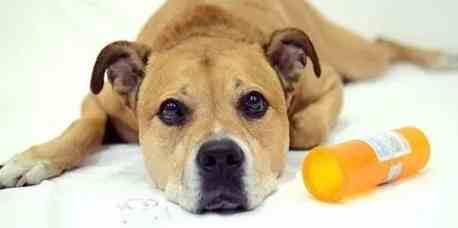 狗誤食藥物 狗誤食藥物