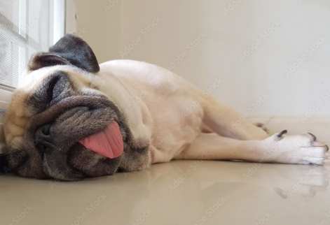 狗狗顫抖呼吸困難