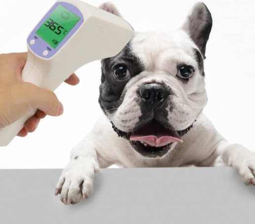 如何量狗狗體溫