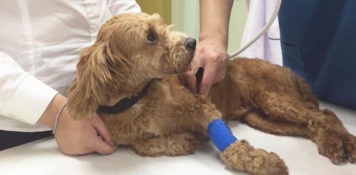 狗肺積水居家照護