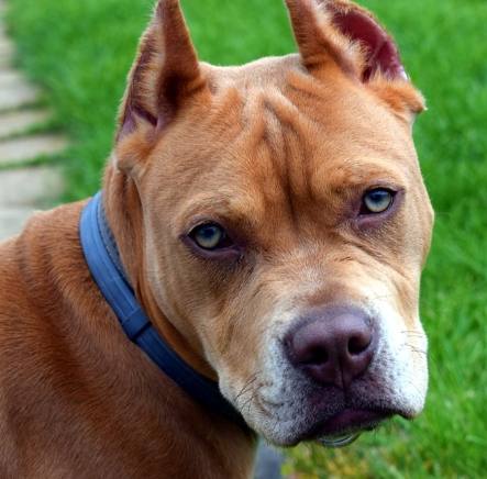 台灣寵物飼養法規