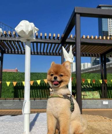 雨天遛狗好去處