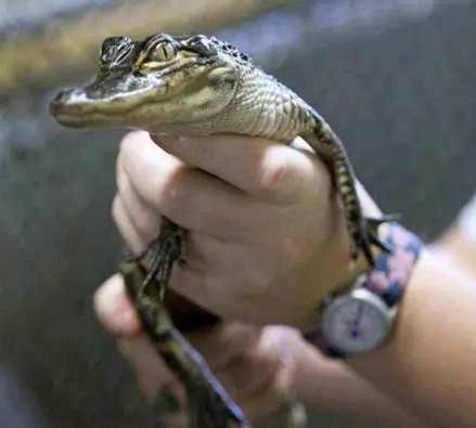鱷魚寵物