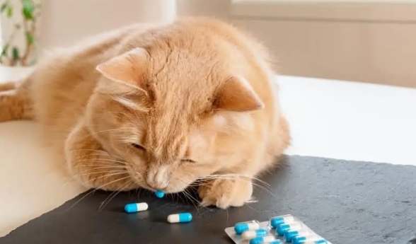 貓癲癇藥物停用指南