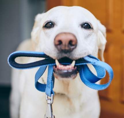 跳蚤治療方法 跳蚤治療方法