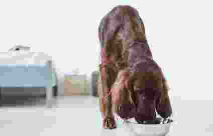 母狗結紮後照顧