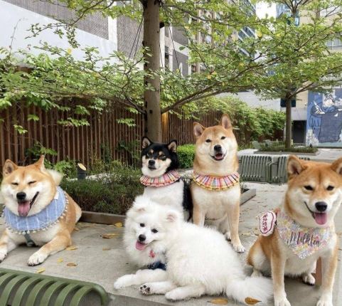 狗狗室內樂園台北