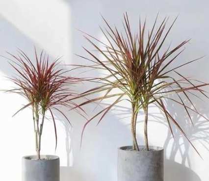 千年木照顧方法 千年木照顧方法