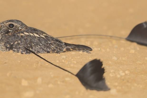 台灣三角旗翼鷹
