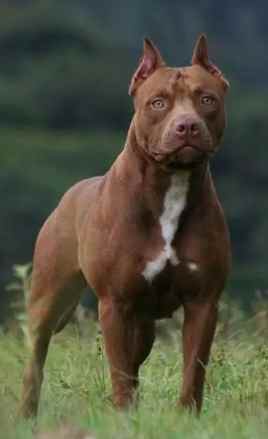 比特犬飼養方法