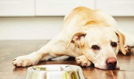 狗狗吃起司注意事項