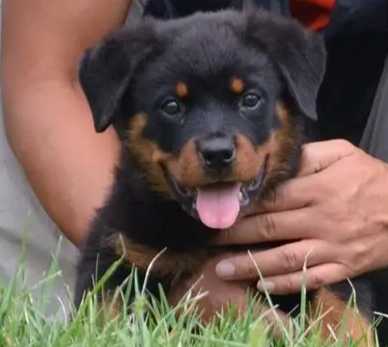 羅威納飼養注意事項