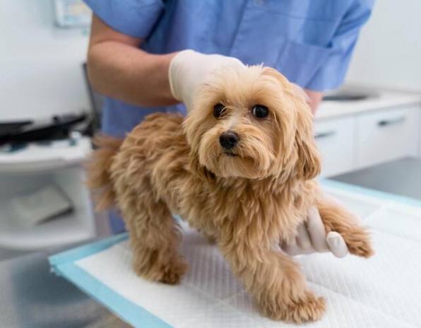 寵物慢性中毒預防 寵物慢性中毒預防