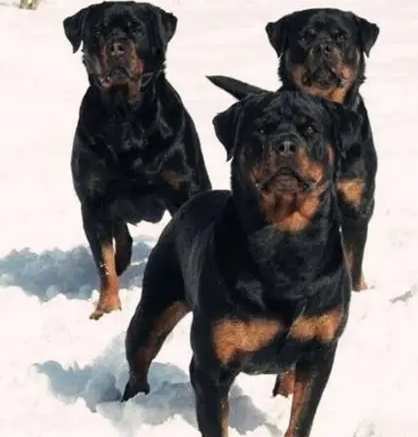 羅威納混種性格