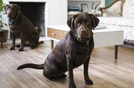 狗狗安全感不足