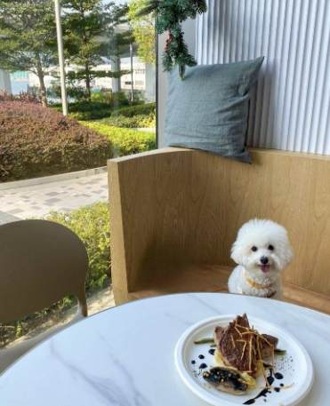 狗狗室內樂園台北