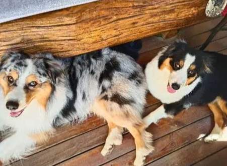 澳洲牧羊犬性格