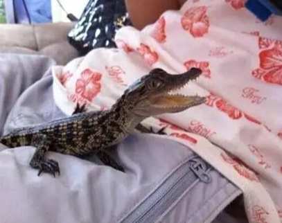 鱷魚寵物