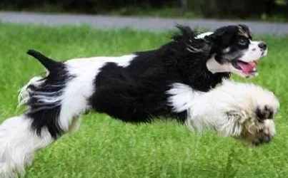 狗狗訓練難易度