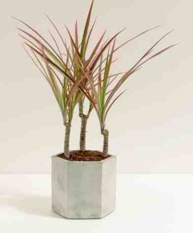 千年木病蟲害防治 千年木病蟲害防治