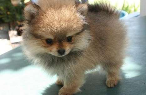 狗狗跳蚤症狀 狗狗跳蚤症狀