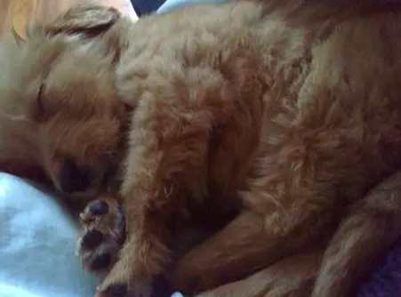 貴婦狗癲癇症狀