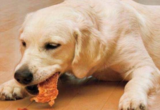 起司對狗的好處